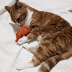 Conversation Heart Catnip Toys – Handmade Valentine's Set of 5